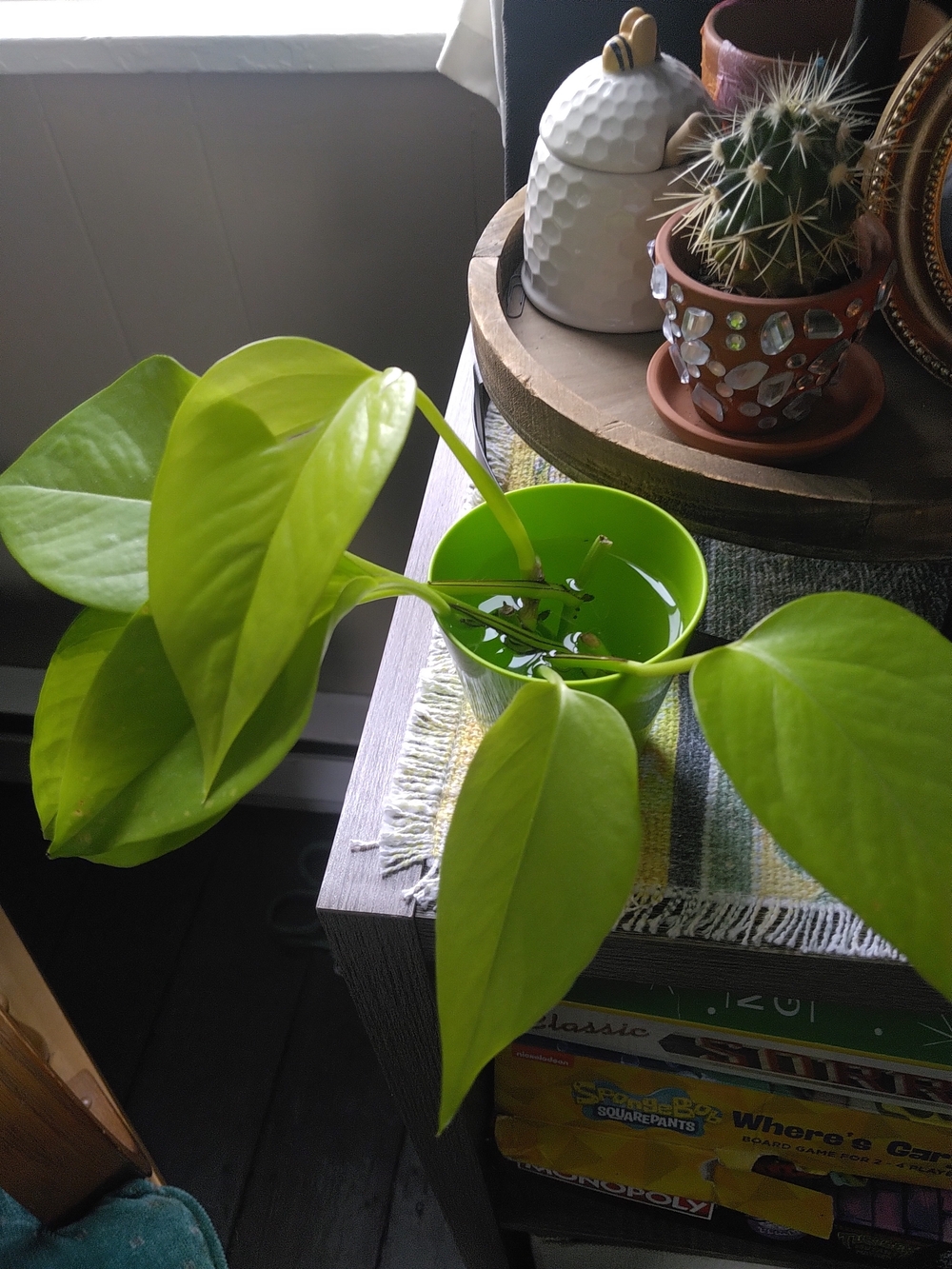 Neon Green Pothos Cutting